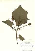 藏品(山芙蓉)的圖片